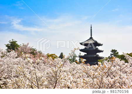 《京都市》世界遺産仁和寺に咲く満開の御室桜 《京都市》世界遺産仁和寺に咲く満開の御室桜 98170156