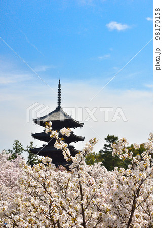 《京都市》世界遺産仁和寺に咲く満開の御室桜 《京都市》世界遺産仁和寺に咲く満開の御室桜 98170158