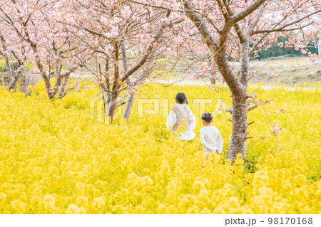 満開の桜と菜の花畑での姉弟の後ろ姿 98170168