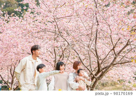 満開の桜の下での指差して家族で同じ方向を見てる 98170169