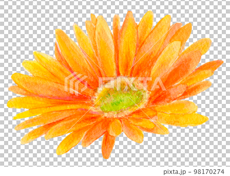 オレンジ色のガーベラ　水彩イラスト 98170274