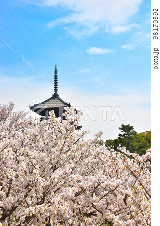 《京都市》世界遺産仁和寺に咲く満開の御室桜 《京都市》世界遺産仁和寺に咲く満開の御室桜 98170392