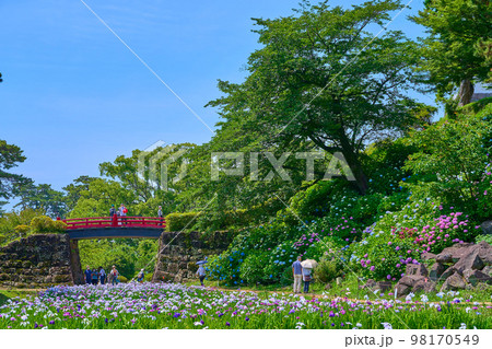 神奈川県小田原市の小田原城址公園の北側の花菖蒲園から常盤木橋方面を見る 神奈川県小田原市の小田原城址公園の北側の花菖蒲園から常盤木橋方面を見る 98170549