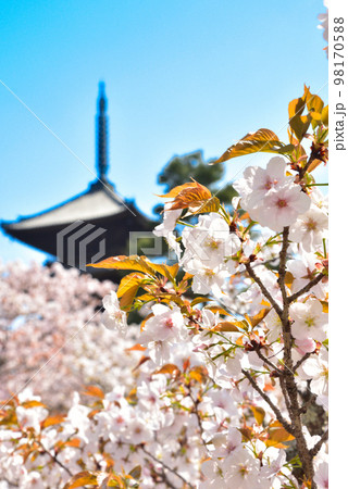 《京都市》世界遺産仁和寺に咲く満開の御室桜 《京都市》世界遺産仁和寺に咲く満開の御室桜 98170588
