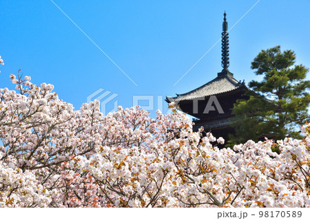 《京都市》世界遺産仁和寺に咲く満開の御室桜 《京都市》世界遺産仁和寺に咲く満開の御室桜 98170589