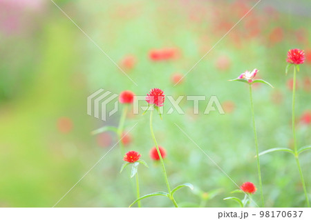 センニチコウの花 98170637