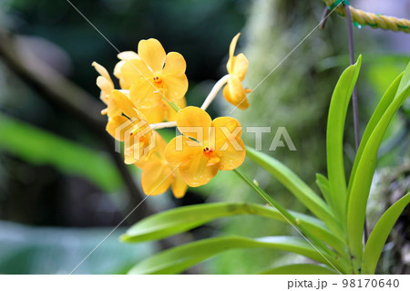 可愛い笑顔のラン 98170640