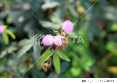 オジギソウの花 オジギソウの花 98170644