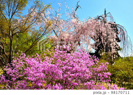 《京都市》世界遺産仁和寺に咲く満開のツツジと枝垂れ桜 98170711