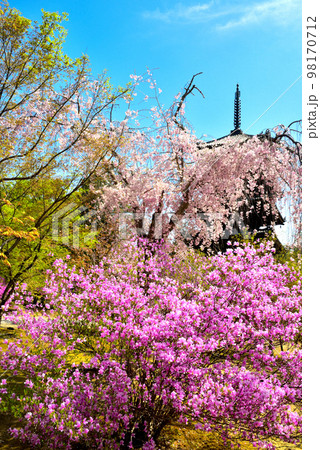 《京都市》世界遺産仁和寺に咲く満開のツツジと枝垂れ桜 98170712