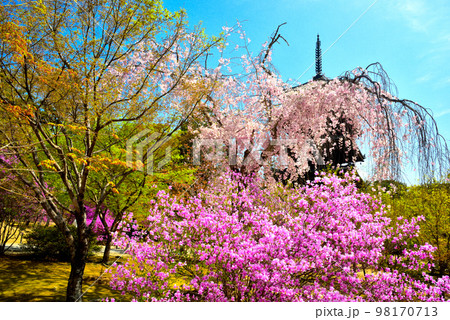 《京都市》世界遺産仁和寺に咲く満開のツツジと枝垂れ桜 98170713
