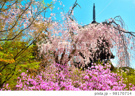 《京都市》世界遺産仁和寺に咲く満開のツツジと枝垂れ桜 98170714