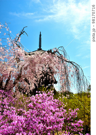 《京都市》世界遺産仁和寺に咲く満開のツツジと枝垂れ桜 98170716