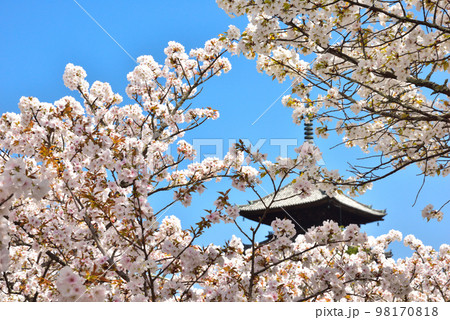 《京都市》世界遺産仁和寺に咲く満開の御室桜 98170818
