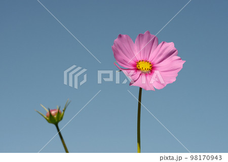 コスモスの花 98170943