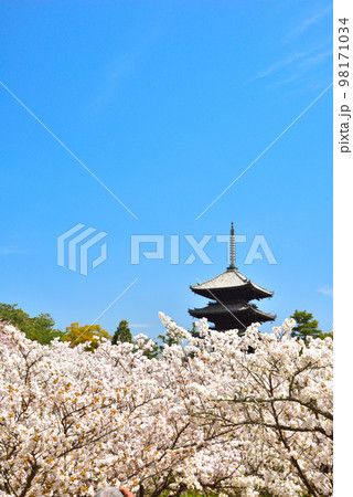 《京都市》世界遺産仁和寺に咲く満開の御室桜 98171034