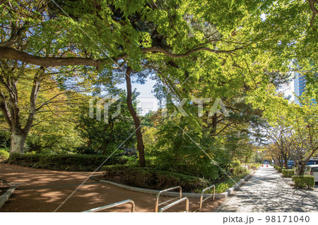 清水谷公園 東京都千代田区紀尾井町 夏 清水谷公園 東京都千代田区紀尾井町 夏 98171040