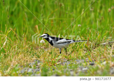 何かを見つけたハクセキレイ 何かを見つけたハクセキレイ 98171077