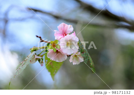 桜の花　アーコレード 98171132