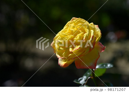 スペクトラ　バラの花 98171207