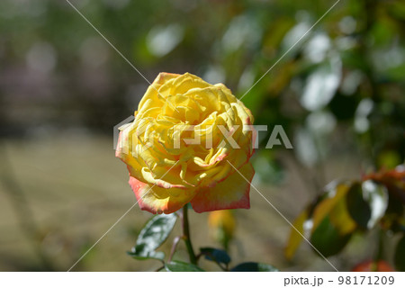 スペクトラ　バラの花 98171209