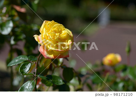 スペクトラ　バラの花 98171210