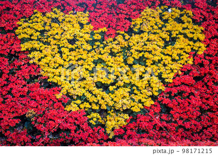 The heart wall made by Begonia flowers. The heart wall made by Begonia flowers. 98171215