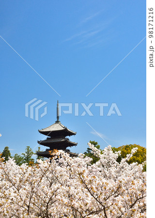 《京都市》世界遺産仁和寺に咲く満開の御室桜 98171216