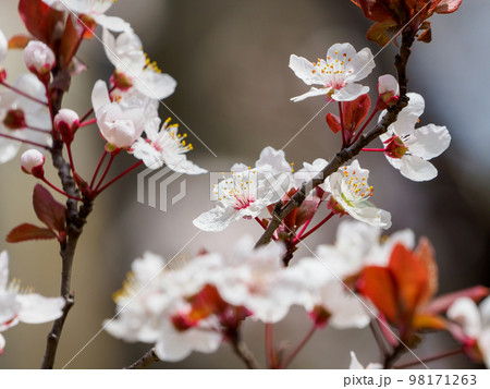 桜に似たベニバスモモ 98171263