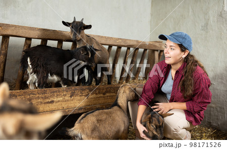 Female worker feeding goats at livestock farm 98171526