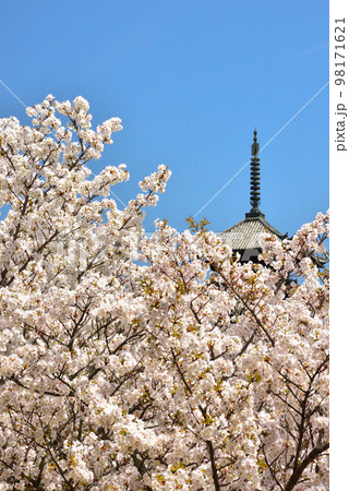 《京都市》世界遺産仁和寺に咲く満開の御室桜 98171621