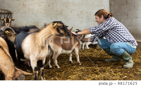 Male farmer takes care of herd of goats in a paddock at animal farm 98171625