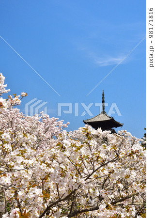 《京都市》世界遺産仁和寺に咲く満開の御室桜 《京都市》世界遺産仁和寺に咲く満開の御室桜 98171816
