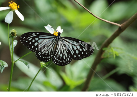 生き物　昆虫　ヒメアサギマダラ、翅を開いて吸蜜中。他のアサギマダラ類と翅の模様の違いがよく分かります 98171873