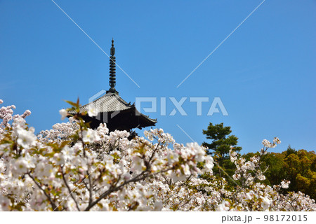 《京都市》世界遺産仁和寺に咲く満開の御室桜 《京都市》世界遺産仁和寺に咲く満開の御室桜 98172015
