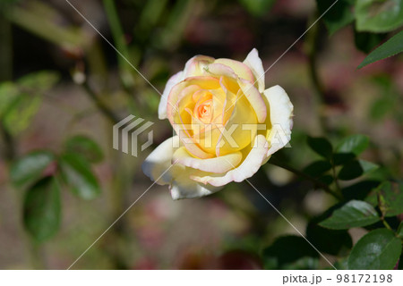 ミツコ　バラの花 98172198