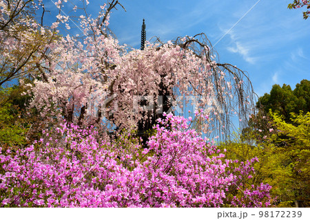 《京都市》世界遺産仁和寺に咲く満開のツツジと枝垂れ桜 98172239