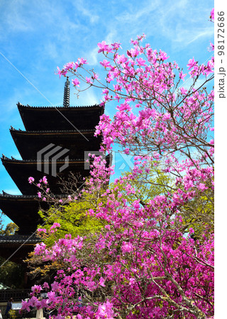 《京都市》世界遺産仁和寺に咲く満開のツツジと枝垂れ桜 98172686