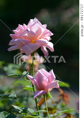桃山　バラの花 98172727