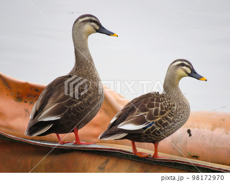 寄り添うカルガモ 寄り添うカルガモ 98172970