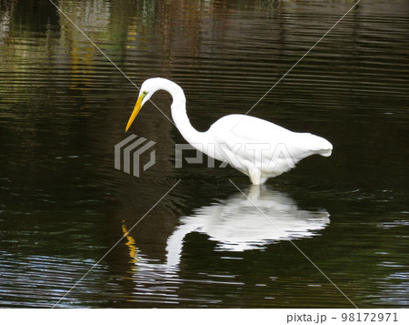 獲物を狙うダイサギ 98172971