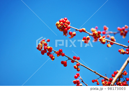 赤い果肉が美しいツルウメモドキの実(冬、一月) 赤い果肉が美しいツルウメモドキの実(冬、一月) 98173003