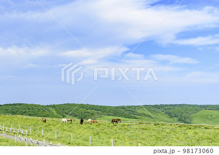 北海道 厚岸 あやめと馬と海と 北海道 厚岸 あやめと馬と海と 98173060