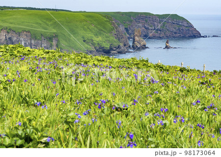 北海道　厚岸 あやめと馬と海と 98173064