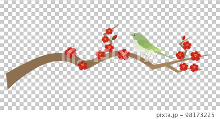 紅梅枝夜鶯插畫 98173225