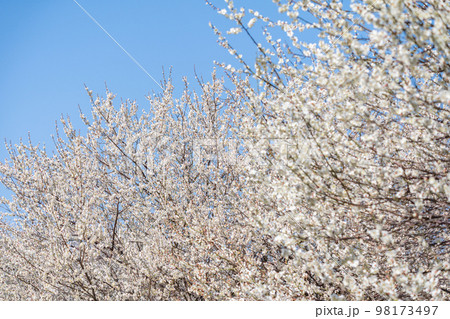 青空と満開の白梅 98173497