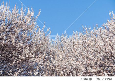青空と満開の白梅 98173498