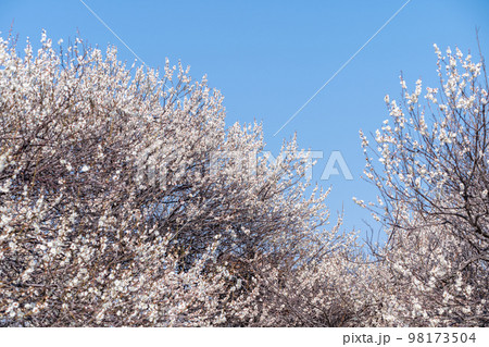 青空と満開の白梅 98173504