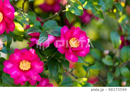 埼玉県川口市立グリーンセンターのツバキ 埼玉県川口市立グリーンセンターのツバキ 98173594