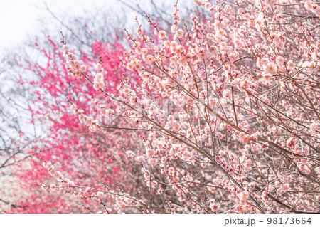 満開の梅園　紅梅 98173664